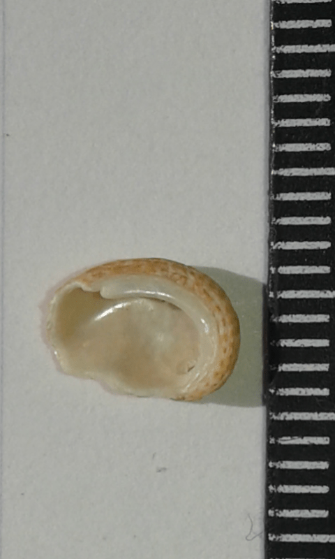 Haliotidae : Haliotis da ID